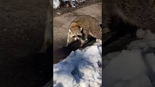 Raccoon Vs Dog [upl. by Eilegna]