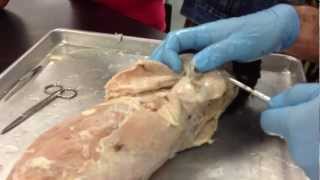 Shawn Villalpando Cat Dissection  muscles [upl. by Battat]