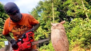 Wood chainsaw carving Horned owl [upl. by Berry840]