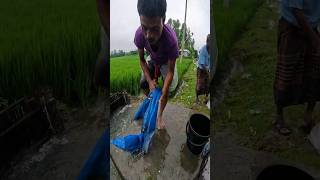 Best Traditional Net Fishing Video After Rain fish fishing fishingvideo [upl. by Nayrb]