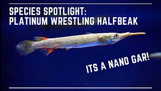 Species Spotlight  Wrestling Half Beak  Feeding Care Breeding Guide [upl. by Ialocin]