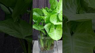 water propagation of syngonium plant  arrow head shortsviral [upl. by Pellegrini]