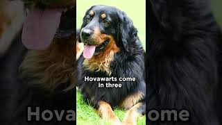 The Hovawart breed dogs [upl. by Livi]