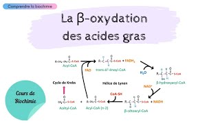 MÉTABOLISME DES LIPIDES  La bêtaoxydation des acides gras  Partie 1  Biochimie Facile [upl. by Ahsietal279]