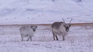 Deer eating grass [upl. by Medin]