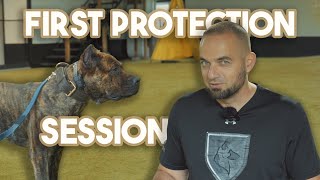 Presa Canario Protection Assessment [upl. by Marozik]