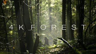 4K Forest  Cinematic Forest  4K Nature Video Ultra HD [upl. by Lecirg]