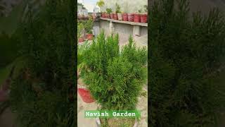 thuja plant care shortsfeed gardeningplants garden gardeningcare plants [upl. by Kaela828]