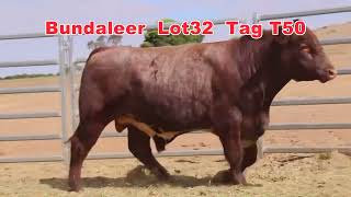 2024 Naracoorte Shorthorn Bull Sale Bundaleer Lot 32 [upl. by Berkow]