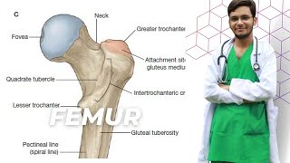 Anatomical Features of Femur  Lower Limb  Human Anatomy [upl. by Irah951]