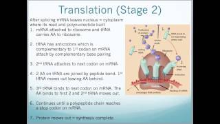 A2 Edexcel Biology Unit 4  Protein Synthesis PCR Gel Electrophoresis and DNA profiling [upl. by Mills359]