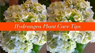 Hydrangea Plant Care Tips  Mil Flores Plant Care Tips [upl. by Yelnoc]