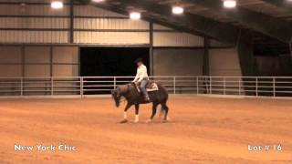 Lot 16 NRHA Futurity Prospect Sale  NEW YORK CHIC [upl. by Oralla203]