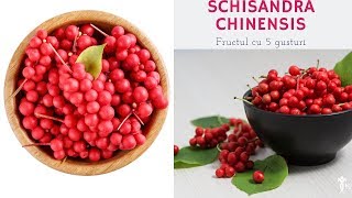 Schisandra Chinensis Fructul cu 5 gusturi  Rezistenta la ger fructe medicinale [upl. by Arednaxela]