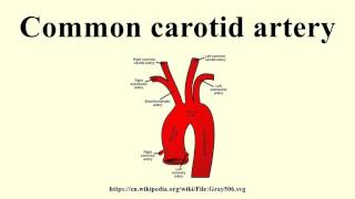 Internal Carotid Arterysegements and branches  Anatomy  MedCracker [upl. by Ovatsug]