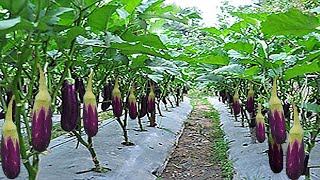 How to grow eggplant to get more fruit as a family to eat [upl. by Lednam]