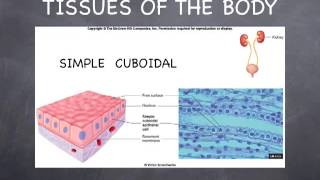 Lecture 32 Epithelial Tissues [upl. by Halsted547]