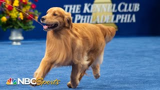 National Dog Show 2019 Best in Show Full Judging  NBC Sports [upl. by Jaenicke]