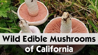 Top 10 Edible Agaricus Mushrooms of California  Wild Mushrooms [upl. by Madeleine]