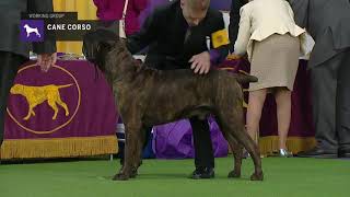 Cane Corso  Breed Judging 2019 [upl. by Wickner]