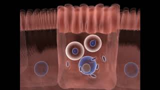 O ciclo de vida do Toxoplasma gondii  Parte 01 [upl. by Cavill544]