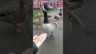 Feeding a wild Canada Goose [upl. by Ahsei]