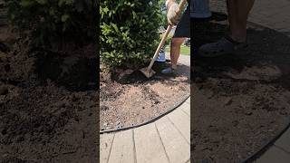 Mounding the dirt at the base of our Norway Spruce [upl. by Thackeray354]