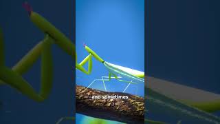 Mating life of a praying mantis animals insects animalworld insect life cycle livingthings [upl. by Jada]