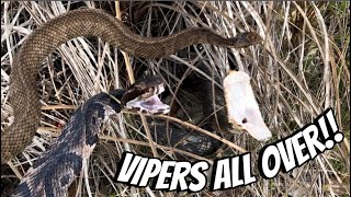 Venomous snakes EVERYWHERE everglades hike [upl. by Feingold]