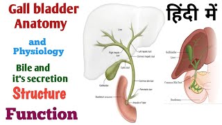 Gall bladder anatomy amp physiology  bile  function  structure  secretion in hindi lecture [upl. by Hortensia]