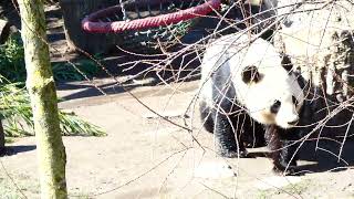 Großer Panda Bär Tiergarten Zoo Schönbrunn I Der schönste Bär der Welt I Giant Bear Meuyùng 貓熊 大熊猫 [upl. by Godliman]