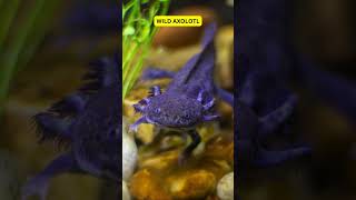 Axolotls  The Fascinating Creatures of Xochimilco shorts trending Axolotls MexicanSalamanders [upl. by Ingunna]