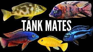 Top 5 Tank Mates for African Cichlids [upl. by Weigle]