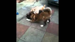 Akita vs german shepherd play fight [upl. by Alak]