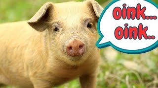 Pig Sounds amp Facts for Kids [upl. by Sigmund131]