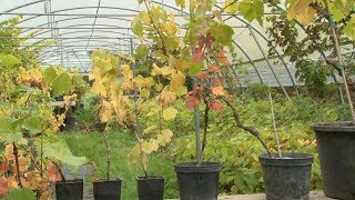 Cultiver une vigne sur un balcon [upl. by Larcher975]