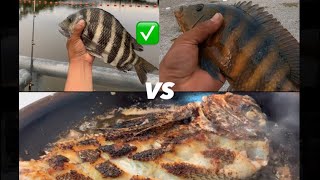 PESCA— pescados de agua dulce VS agua salada captura y cocina 😋 [upl. by Fausta]