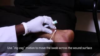 Healthcare Wound Swab Collection Procedure [upl. by Kong]