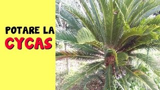 POTARE LA CYCAS [upl. by Montano976]