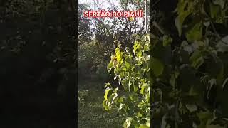 BIOMA CAATINGA NO PIAUÍcaatingasertãodopiauinordestebrasil [upl. by Ardnuek671]