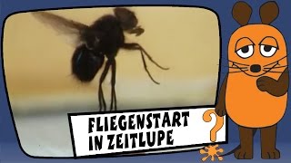 Fliegenstart in Zeitlupe  Sachgeschichten mit Armin Maiwald [upl. by Haridan]