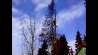 how to cut down a large cedar tree safely close to a structure [upl. by Ahsakal]