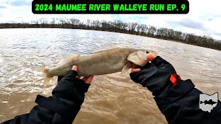 Maumee River Walleye Run 2024 Ep 9  Cold Weather Walleye Fishing [upl. by Herwig232]