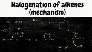 halogenation of Alkenes mechanism  addition of Br2 [upl. by Valenta]