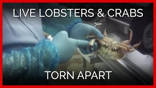 Exposé Live Lobsters Crabs Torn Apart [upl. by Yenattirb279]