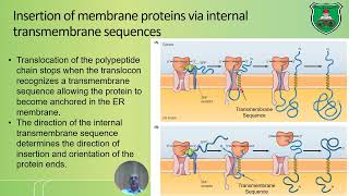 Endoplasmic reticulum and protein sorting 2024 2025 [upl. by Haye]