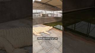 اندر انواع التماسيح بالعالم  spectacled caiman  Albino American Alligator 🐊 [upl. by Bach]