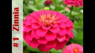 Top 10 Annuals to grow this Summer [upl. by Osborne]