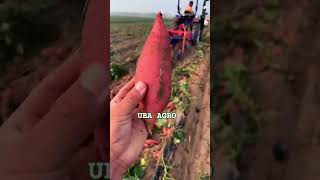 Growing sweet potatoes using technology  sweetpotato agriculture shorts facts technology [upl. by Legnaros]