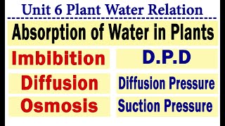 Absorption of water Imbibition Diffusion and Osmosis Plant Water Relation [upl. by Womack]